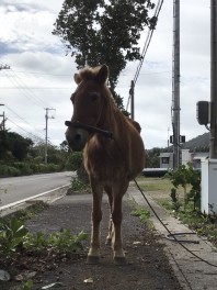 馬かセニアカ－か？