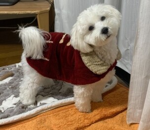 メリークリスマス　　～癒しの共有～