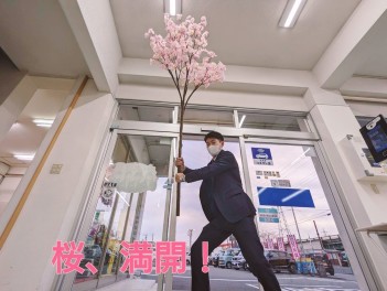 桜、満開！