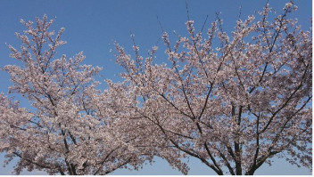 ☆祝・新年度・入学式☆