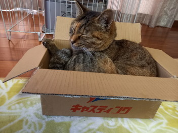 １月３日に出社しようとしたらエンジンかからなかったのでＪＡＦを呼んだ件