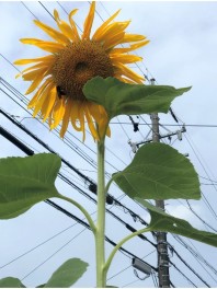 ☆太陽が眩しいですね(￣ー￣)☆