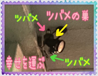 ☆幸運がやってきた？!