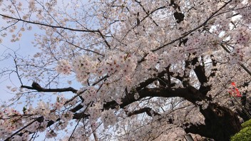 春が来た！