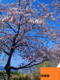 桜　