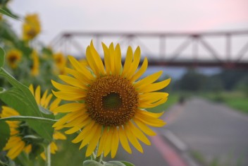 夏といえば・・・❁