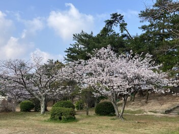 桜が満開でした(*´з`)
