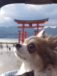 宮島に行ってきました(^^)/