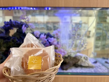 寄ってきゃーの日！