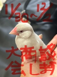 大商談会やります(/・ω・)/