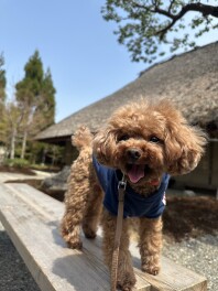 京都嵐山に行ってきました(^^)/