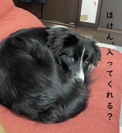 保険入ってください♡