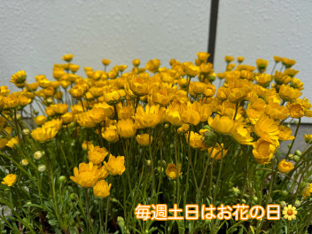 毎週土日はお花の日！！（２８日（日）はお休みです）