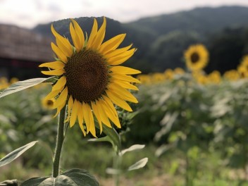 夏といえば！！