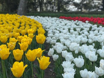 お花で癒さしを♪