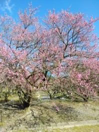 三重県　梅の花　名所！！