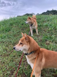 愛犬とともに