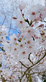 春☆感じてきました！！！