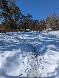 雪が積もってました⛄
