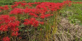 やっと咲きました！