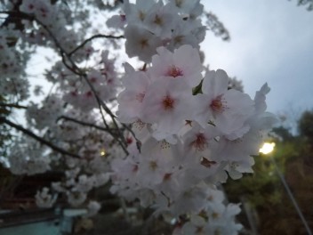 桜