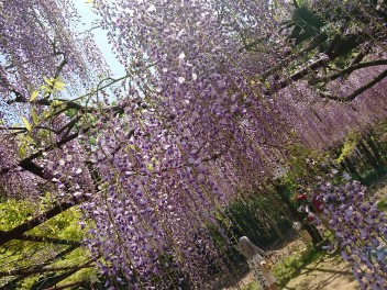 ❀藤の花を見に行きました❀