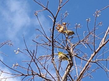 寒い中でも春の気配です♪