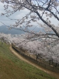 遅ればせながら
