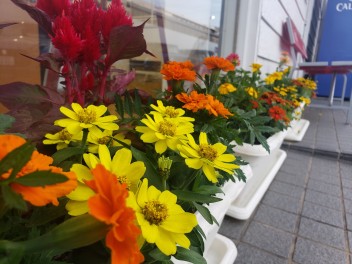 可愛いお花の仲間入り♡