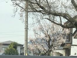 明日より