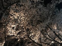 お花見