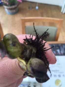 メダカの卵
