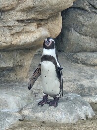下関の水族館「海響館」に行ってきました！
