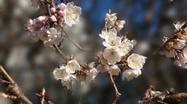 ～桜咲く～