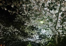 桜～♪