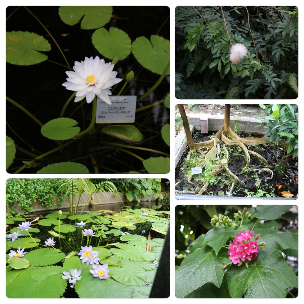 京都府立植物園１