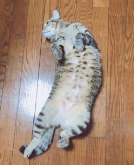 夏季休業のお知らせ