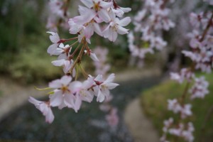 花６