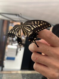 【野村の夏休み日記】エリザベス誕生しました！