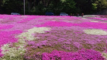 小川の芝桜