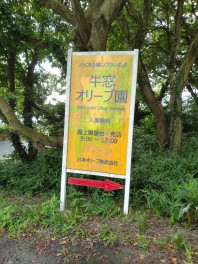 一年ぶりの牛窓オリーブ園