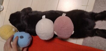 ちまいるのぬいぐるみ買っちゃいました！