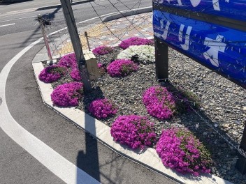 芝桜②