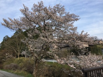 ☆三次にも桜が☆