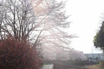 今年も桜の季節がやってきました