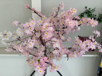 一足早いお花見・・・