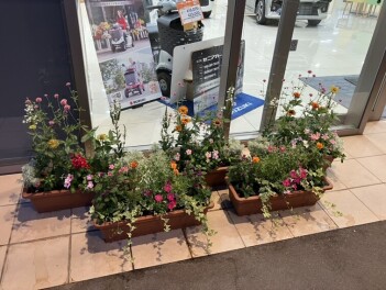 今月のお花たち♡