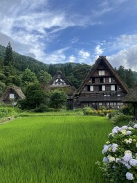 本格的な夏になってきました(; ･`д･´)