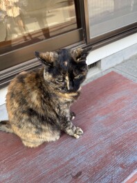 ２／２２　にゃんにゃんにゃん