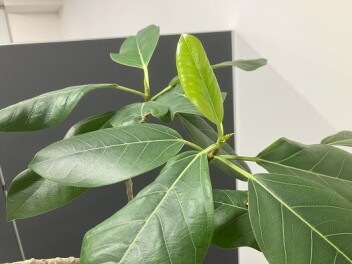 清明(4月2日)
